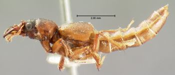 Media type: image;   Entomology 6523 Aspect: habitus lateral view